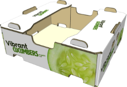 Cucumber 011024 1